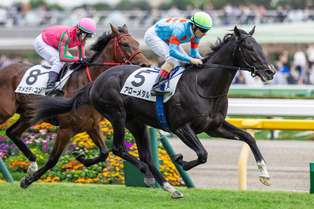 アローメタル（C.ルメール）